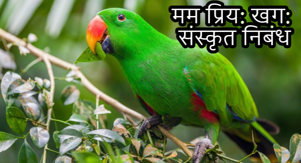 मम प्रिय खग संस्कृत निबंध शुक, my favourite bird parrot essay in sanskrit, sanskrit essay on my favourite bird, parrot essay in sanskrit, koyal bird essay in sanskrit, essay on parrot in sanskrit, parrot ko sanskrit mein kya kahenge, parrot ka sanskrit meaning, parrot sanskrit translation,