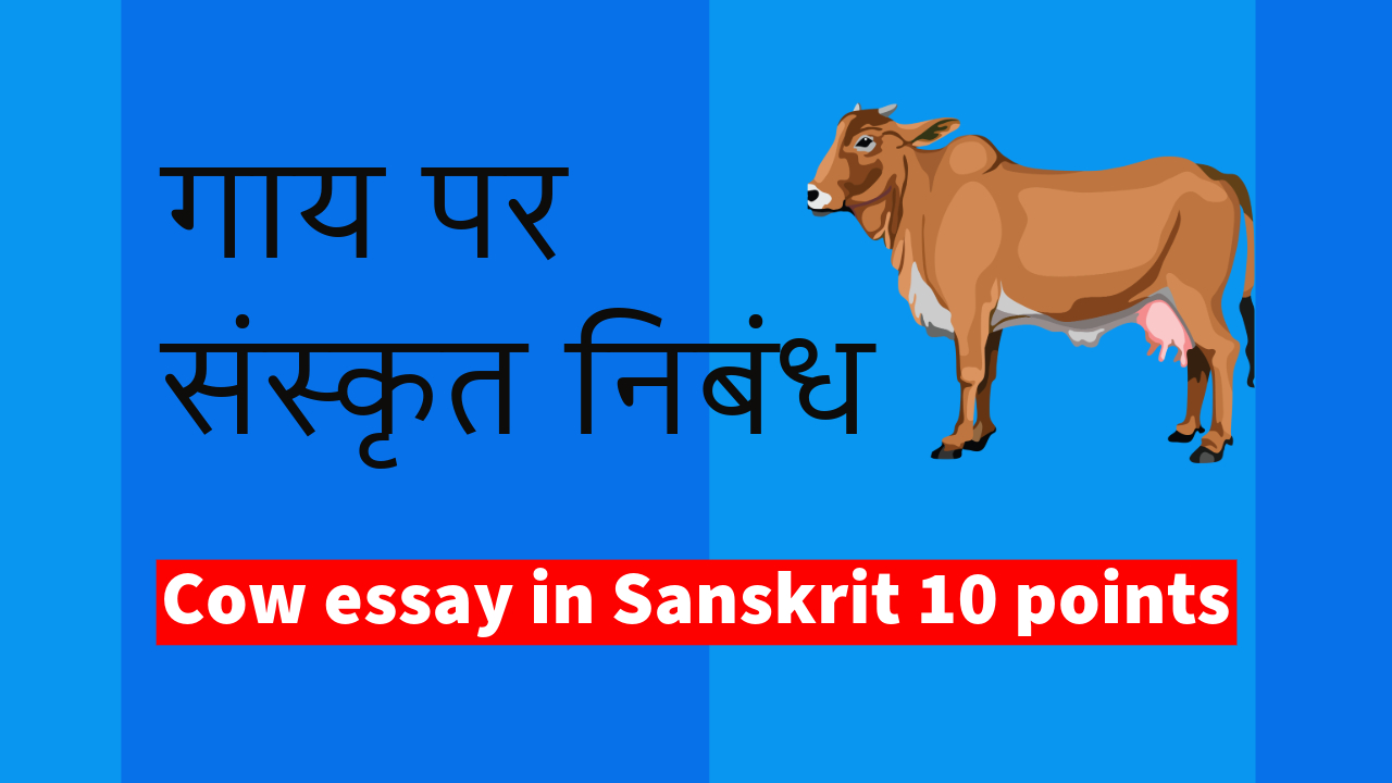 cow essay in sanskrit, cow essay in sanskrit 10 points, cow essay in sanskrit 10 lines, गाय का संस्कृत में निबंध, गाय पर संस्कृत में निबंध, गाय पर संस्कृत में निबंध 10 लाइन, गाय पर संस्कृत में निबंध, धेनु संस्कृत निबंध, धेनु का निबंध संस्कृत में 20 लाइन, धेनु का निबंध संस्कृत में कक्षा 7वी, धेनु का निबंध संस्कृत में कक्षा 9वी, sanskrit nibandh dhenu, dhenu nibandh in sanskrit,